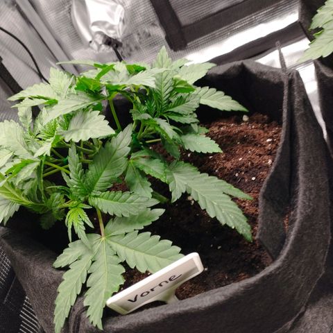 Northern Light growlog timeline photo