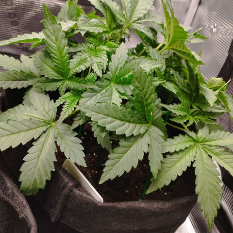Northern Light growlog timeline photo