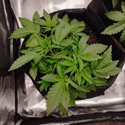 Northern Light growlog timeline photo
