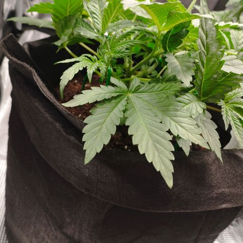 Northern Light growlog timeline photo