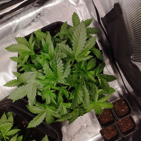 Northern Light growlog timeline photo