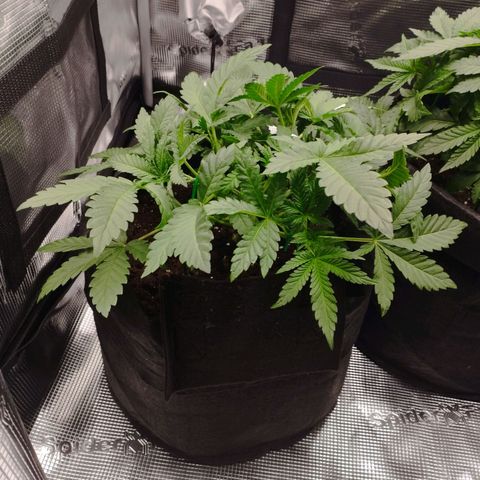 Northern Light growlog timeline photo
