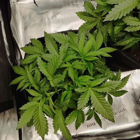 Northern Light growlog timeline photo