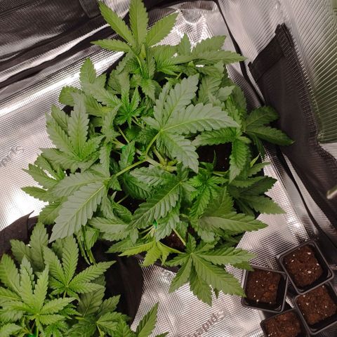 Northern Light growlog timeline photo