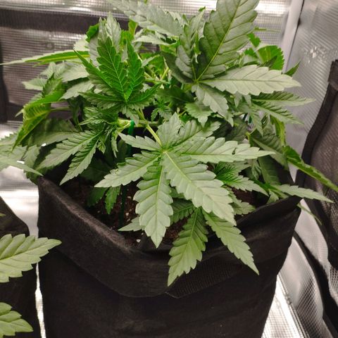 Northern Light growlog timeline photo