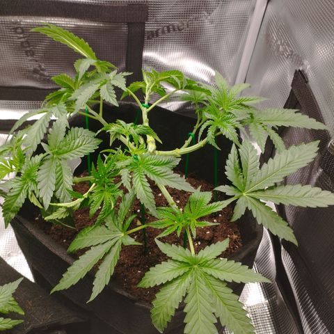 Northern Light growlog timeline photo