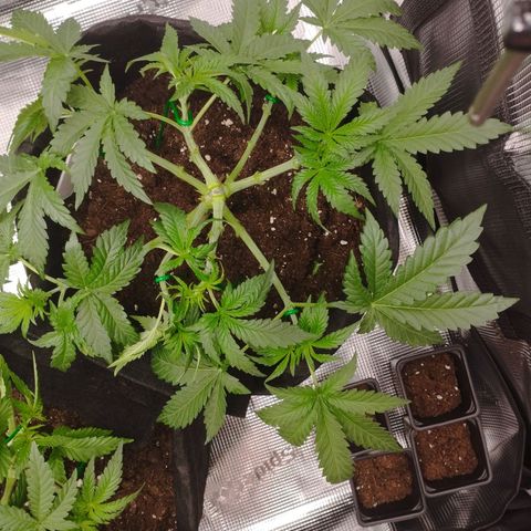 Northern Light growlog timeline photo