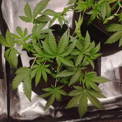 Northern Light growlog timeline photo