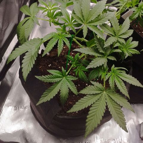 Northern Light growlog timeline photo