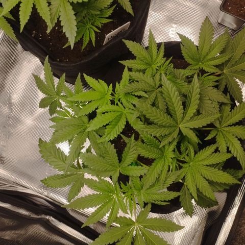 Northern Light growlog timeline photo