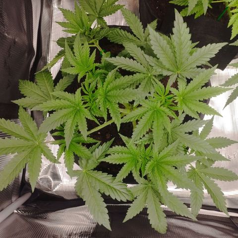 Northern Light growlog timeline photo