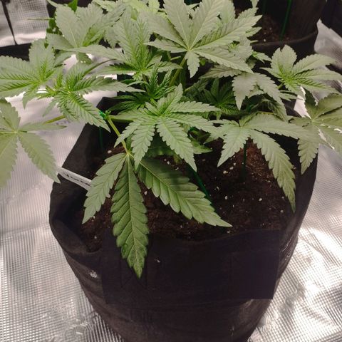 Northern Light growlog timeline photo