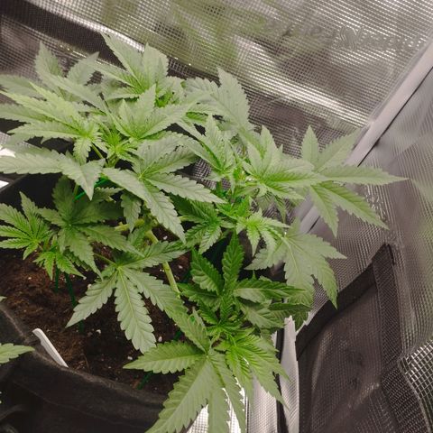 Northern Light growlog timeline photo