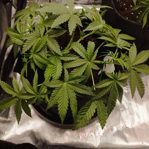 Northern Light growlog photo: Letzter Tag vor Blüte.