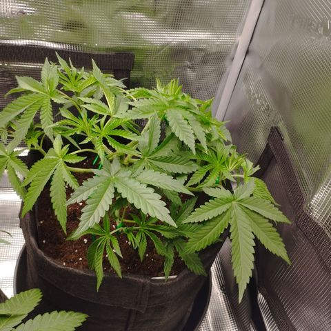 Northern Light growlog photo: Letzter Tag vor Blüte.