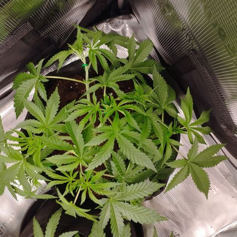 Northern Light growlog photo: Letzter Tag vor Blüte.