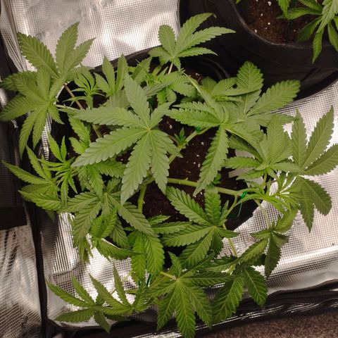 Northern Light growlog photo: Letzter Tag vor Blüte.