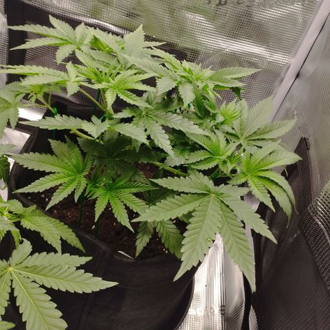 Northern Light growlog timeline photo