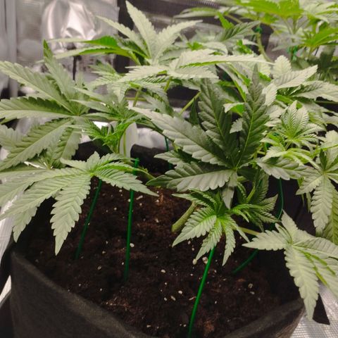 Northern Light growlog timeline photo