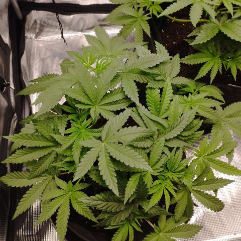 Northern Light growlog timeline photo