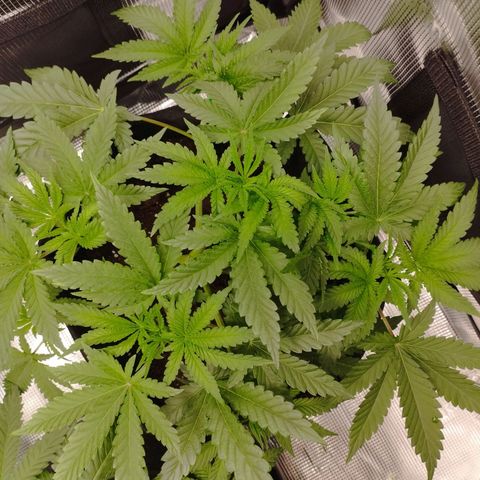 Northern Light growlog timeline photo