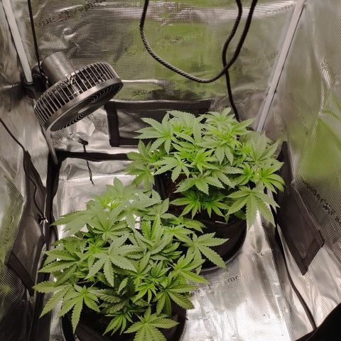 Northern Light growlog timeline photo