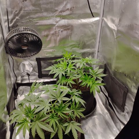 Northern Light growlog timeline photo