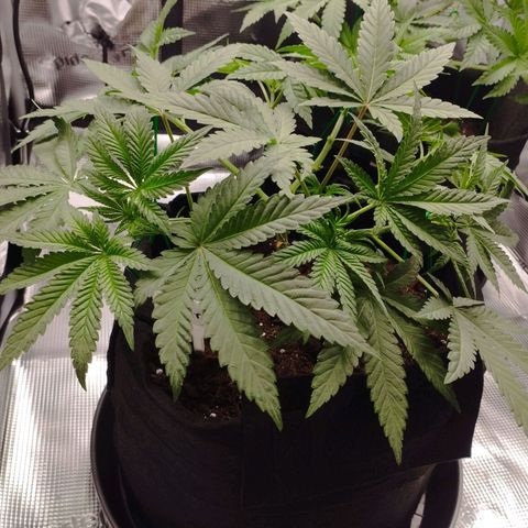 Northern Light growlog timeline photo
