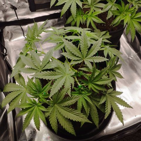 Northern Light growlog timeline photo