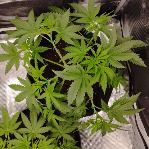 Northern Light growlog timeline photo