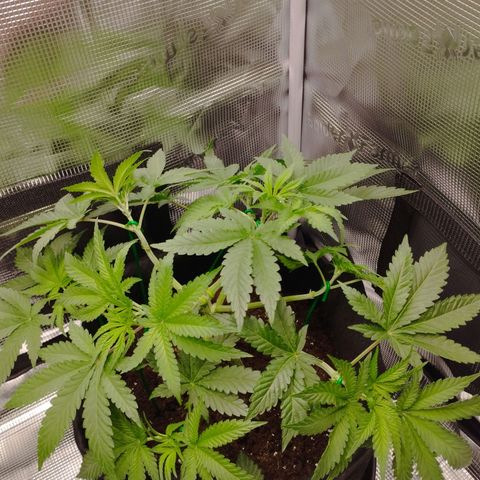 Northern Light growlog timeline photo