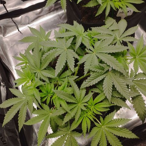 Northern Light growlog timeline photo