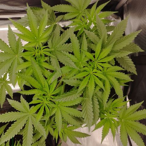 Northern Light growlog timeline photo