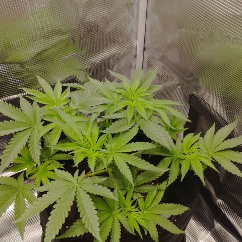Northern Light growlog timeline photo