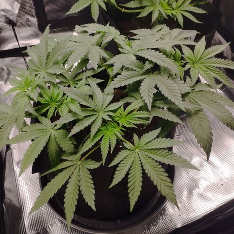 Northern Light growlog timeline photo