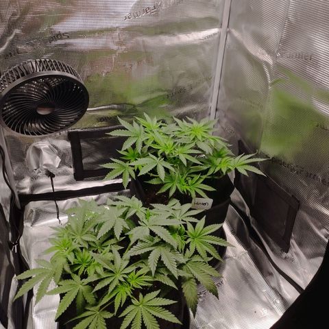 Northern Light growlog timeline photo