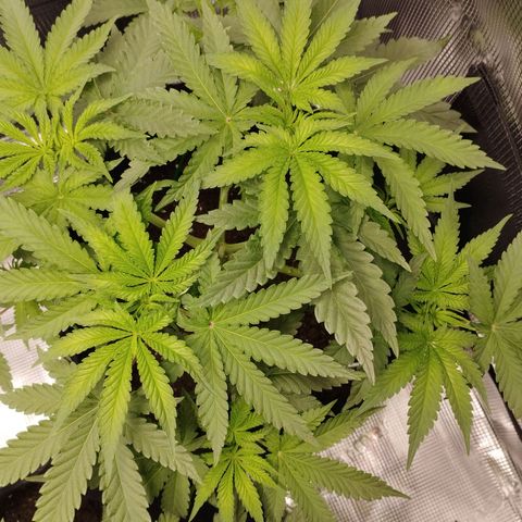 Northern Light growlog timeline photo
