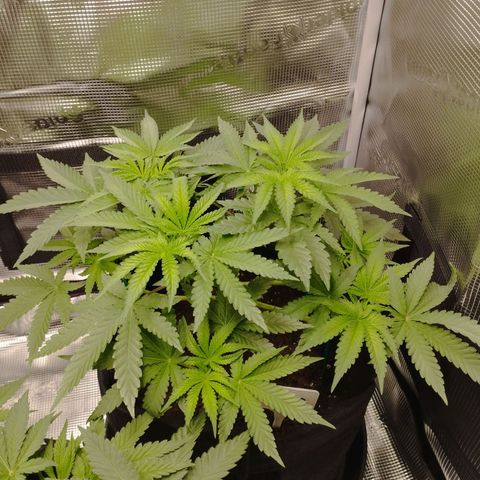 Northern Light growlog timeline photo