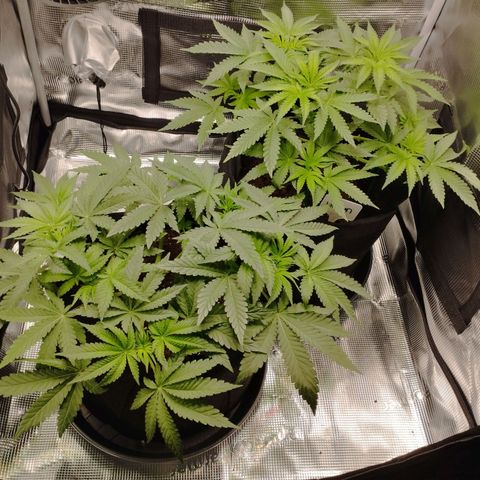 Northern Light growlog timeline photo