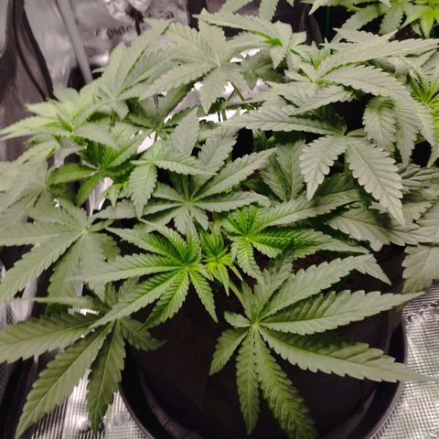 Northern Light growlog timeline photo