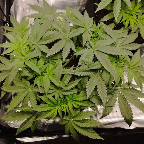 Northern Light growlog timeline photo