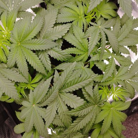 Northern Light growlog timeline photo