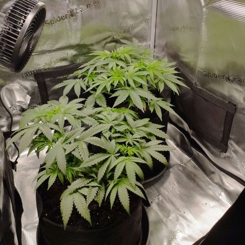 Northern Light growlog timeline photo