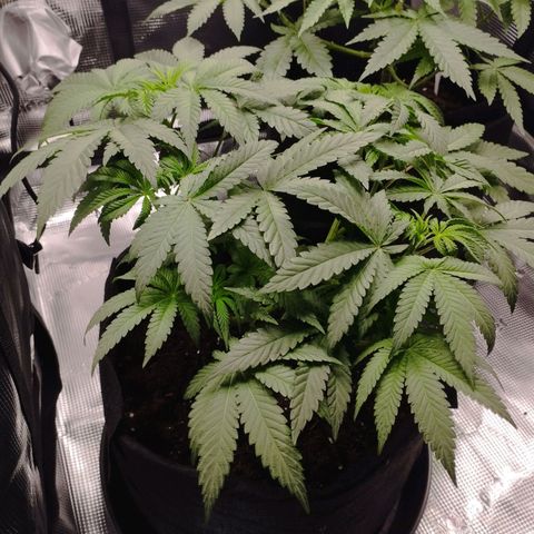 Northern Light growlog timeline photo