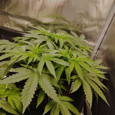 Northern Light growlog timeline photo