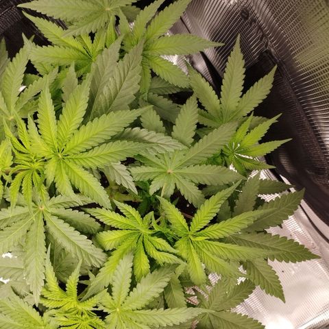 Northern Light growlog timeline photo