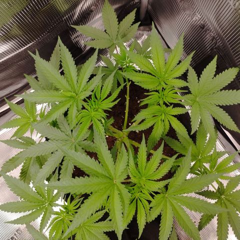Northern Light growlog timeline photo