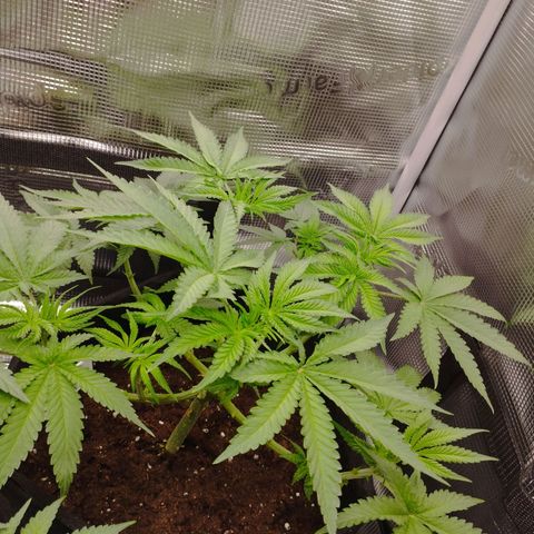 Northern Light growlog timeline photo