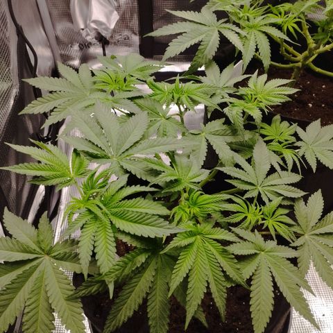 Northern Light growlog timeline photo