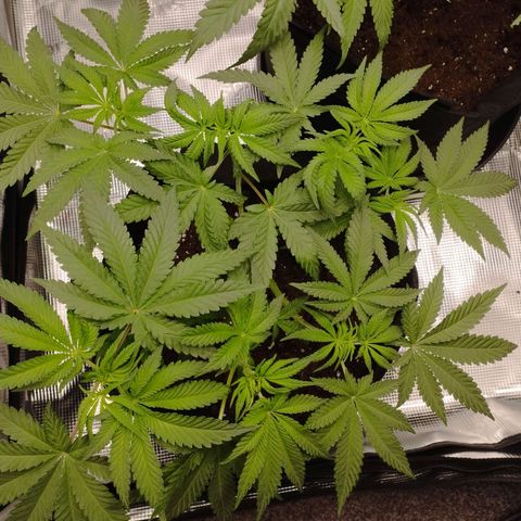 Northern Light growlog timeline photo
